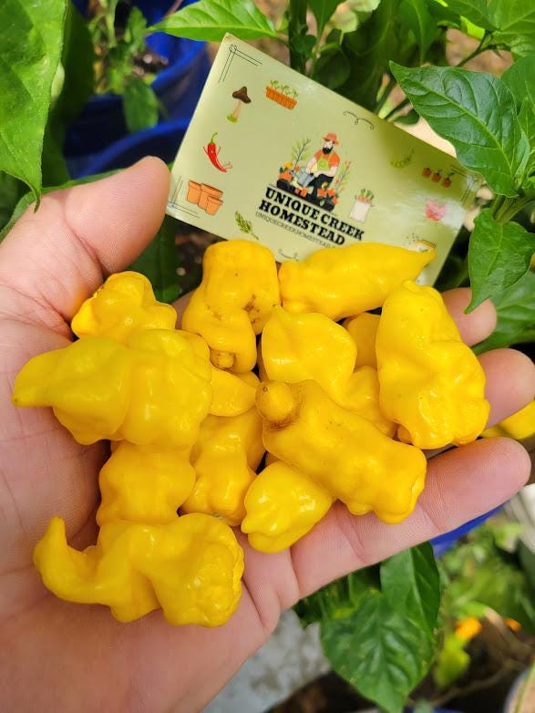 Bhut Jolokia YELLOW GHOST Pepper Seeds Super Hot 1,000,000+ Scoville ...