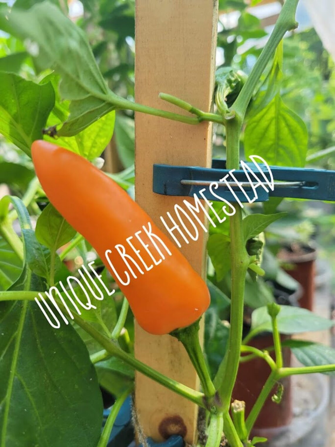SWEET TANGERINE DREAM Pepper Seeds Organically Grown Unique Etsy