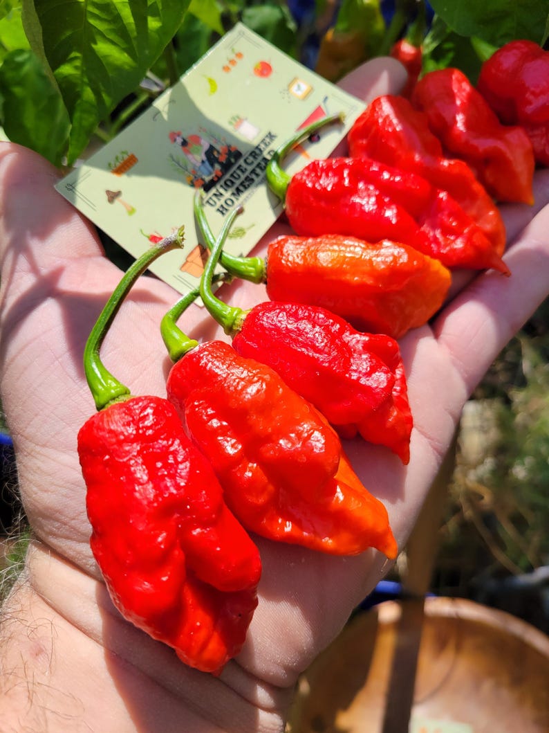 Bhut Jolokia RED Ghost Pepper Seeds SUPER HOT 1,000,000+ Scoville Grown ...