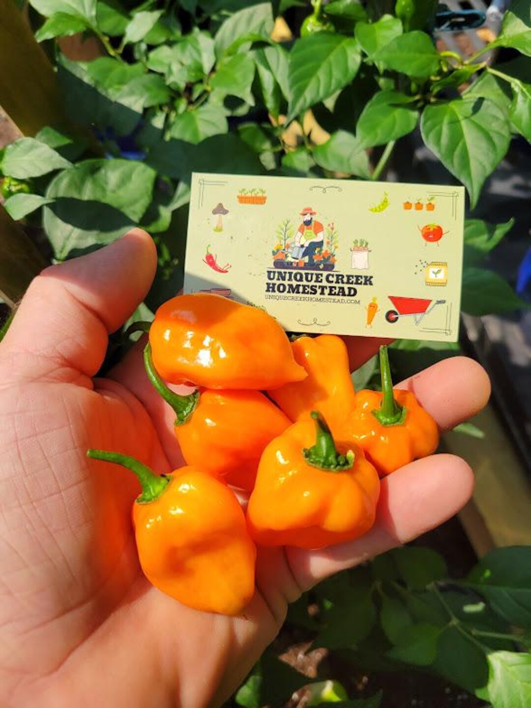 ORANGE HABANERO Super Hot Chili Pepper Seeds Grown Unique Creek