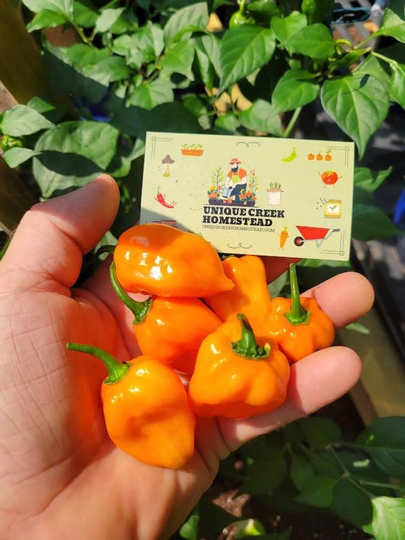 ORANGE HABANERO Super Hot Chili Pepper Seeds Grown Unique Creek