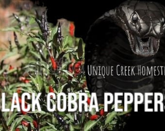 BLACK COBRA Chili Pepper Seeds HOT Organically Grown Unique Creek Homestead Certified National Wildlife Sanctuary Indiana