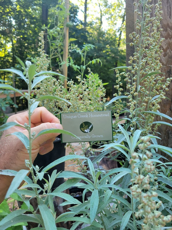 SILVER SAGE Sagebrush Artemisia Cana Seeds Grown Unique Creek Homestead Certified National Wildlife Sanctuary