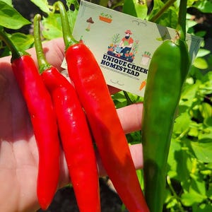 May include: Four chili peppers, three red and one green, are held in a hand. The red peppers are vibrant and mature, while the green pepper is still ripening. A card with the text "UNIQUE CREEK HOMESTEAD" is also visible.