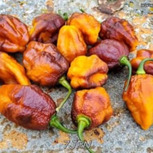 7-Pot Jonah Pimenta de Neyda Super Hot Chili Pepper Seeds Unique Creek Homestead