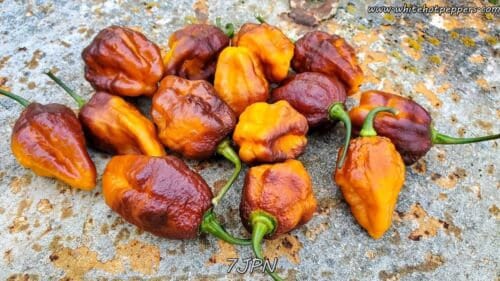 7-Pot Jonah Pimenta de Neyda Super Hot Chili Pepper Seeds Unique Creek Homestead