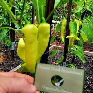 SWEET BANANA Pepper Seeds Gardening Garden Unique Creek Homestead Certified
