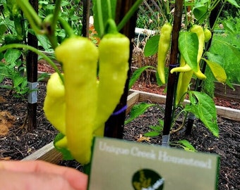 SWEET BANANA Pepper Seeds Gardening Garden Unique Creek Homestead Certified