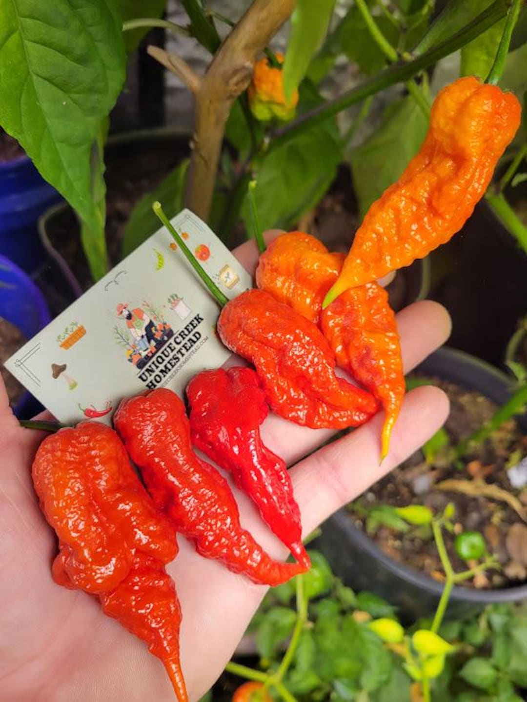 hot!!!! レッドデーモンズ スターダスト スカーレット ジャンド Trinidad HORNET Pepper Seeds 1,400,000+ Scoville Super Hot Hottest