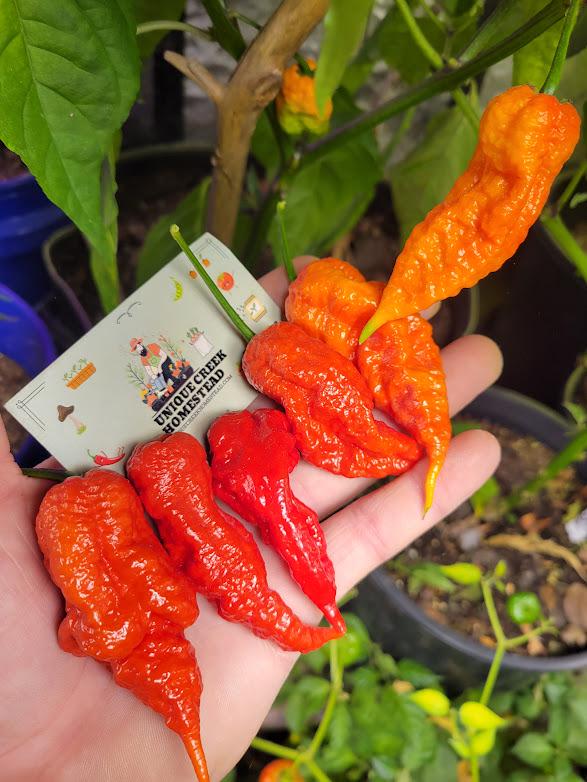 Trinidad HORNET Pepper Seeds 1,400,000+ Scoville Super Hot Hottest