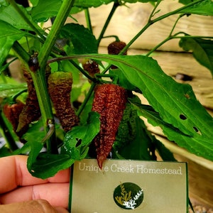 7-Pot Chocolate Scorpion Pepper Seeds SUPER HOT 1,500,000+ Scoville SHU Chili Great For Hot Sauce Pepper Flakes Powders Extreme Heat