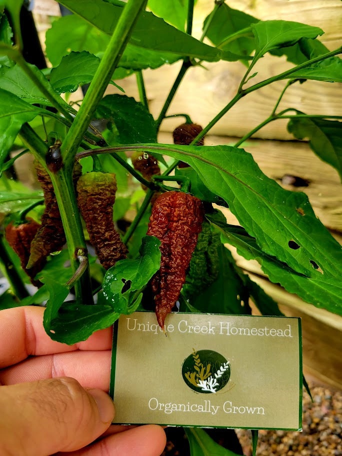 7-Pot Chocolate Scorpion Pepper Seeds SUPER HOT 1,500,000+ Scoville SHU Chili Great For Hot Sauce Pepper Flakes Powders Extreme Heat