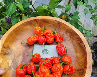 Armageddon Pepper Seeds SUPER HOT 1.3 Million+ Scoville SHU Unique Creek Homestead Certified Wildlife Habitat