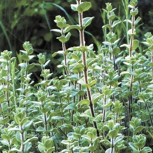 May include: A close-up of a patch of green leafy plants with long stems. The plants are growing in a garden or field.