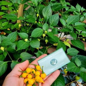 Biquinho Mildly YELLOW Pepper Seeds Little Beak Chili Peppers Organic Unique Creek Homestead Certified Wildlife Habitat Rare Seeds