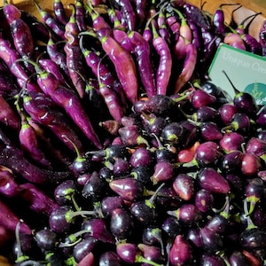 Biquinho Mildly PINK Pepper Seeds Little Beak Chili Peppers Organic Unique Creek Homestead Certified Wildlife Habitat Rare Seeds