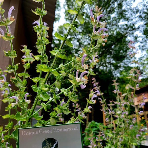 CLARY BLUE SAGE Sagebrush Salvia sclarea Seeds Grown Unique Creek Homestead Certified National Wildlife Sanctuary