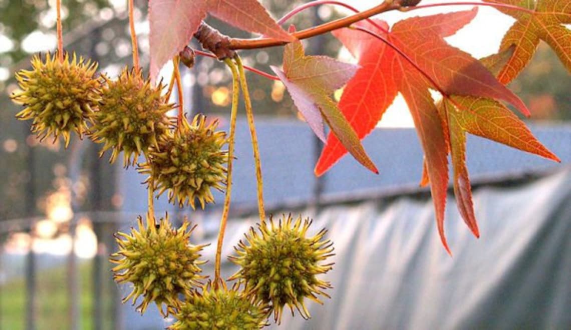Sweet Gum Tree SEED PODS Witches Burr Organic Naturally Grown Etsy