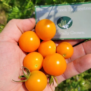 Pu&ograve; includere: Primo piano di una mano che tiene diversi pomodorini arancioni brillanti, alcuni con gambi verdi. Una piccola carta con il testo "Unique Creek Homestead" e un logo circolare &egrave; visibile. I pomodori sembrano appena raccolti.