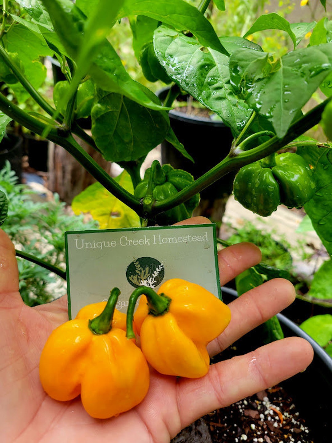 Habanero Yellow Hot Pepper Seeds 100,000-350,000+ Scoville SHU Unique Creek  Homestead Chili Peppers Organic Rare - Etsy
