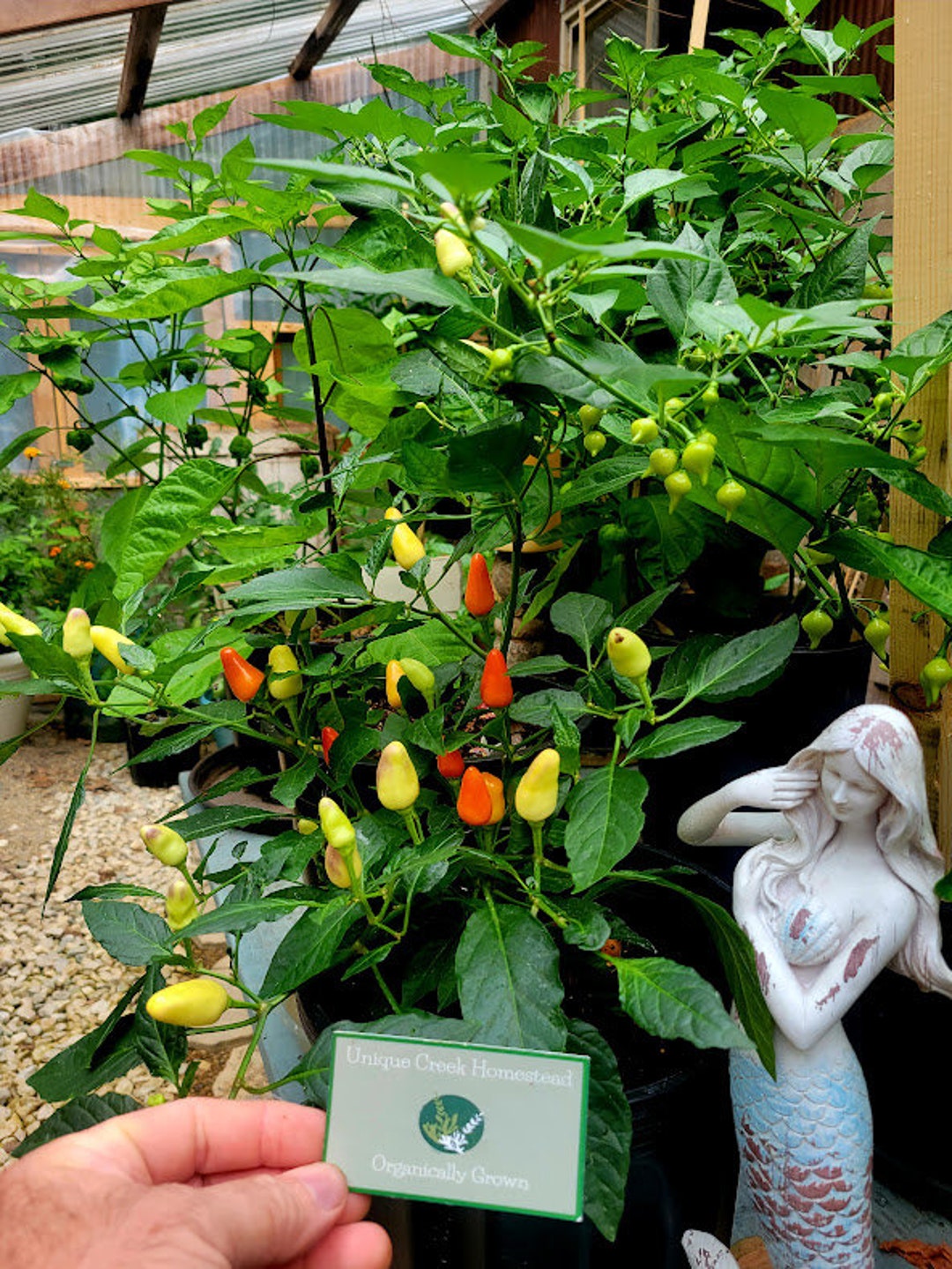Chinese Five Color Ornamental Edible Hot Pepper Seeds 30,000