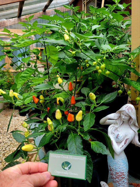 Chinese Five 5 Color Ornamental Edible Hot Pepper Seeds 30,000
