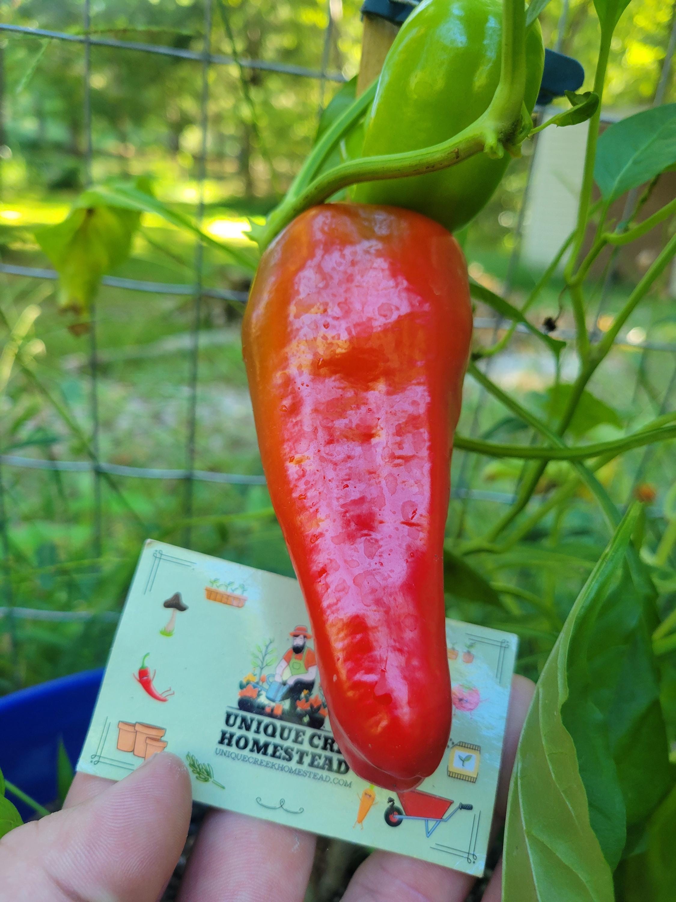 SWEET CUBAN Pepper Seeds Large Productive Garden Peppers Unique Creek ...