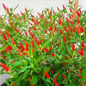 THAI HOT Chili Pepper Seeds Organically Grown Unique Creek Homestead Certified image 2