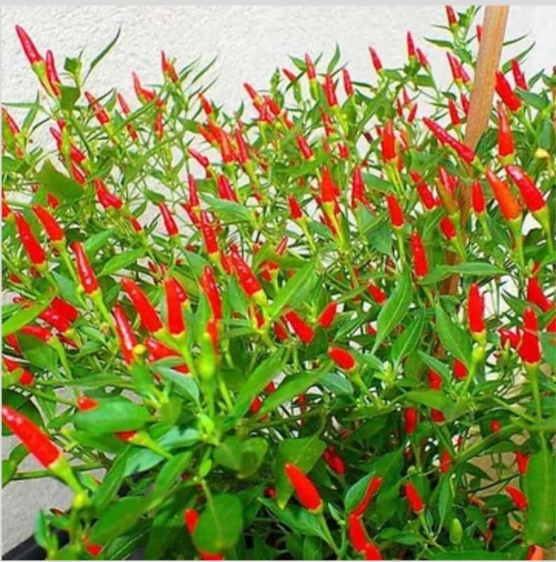 THAI HOT Chili Pepper Seeds Organically Grown Unique Creek Homestead Certified image 2