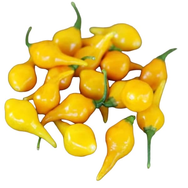 SWEETY DROPS Yellow Pepper Seeds Little Beak Chili Peppers Organic Unique Creek Homestead Rare Seeds