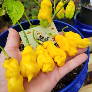 May include: A hand holding six bright yellow, wrinkled, pepper pods. The peppers are in a blue pot with soil. A tag with the text "Rogue Creek Seed" is visible.
