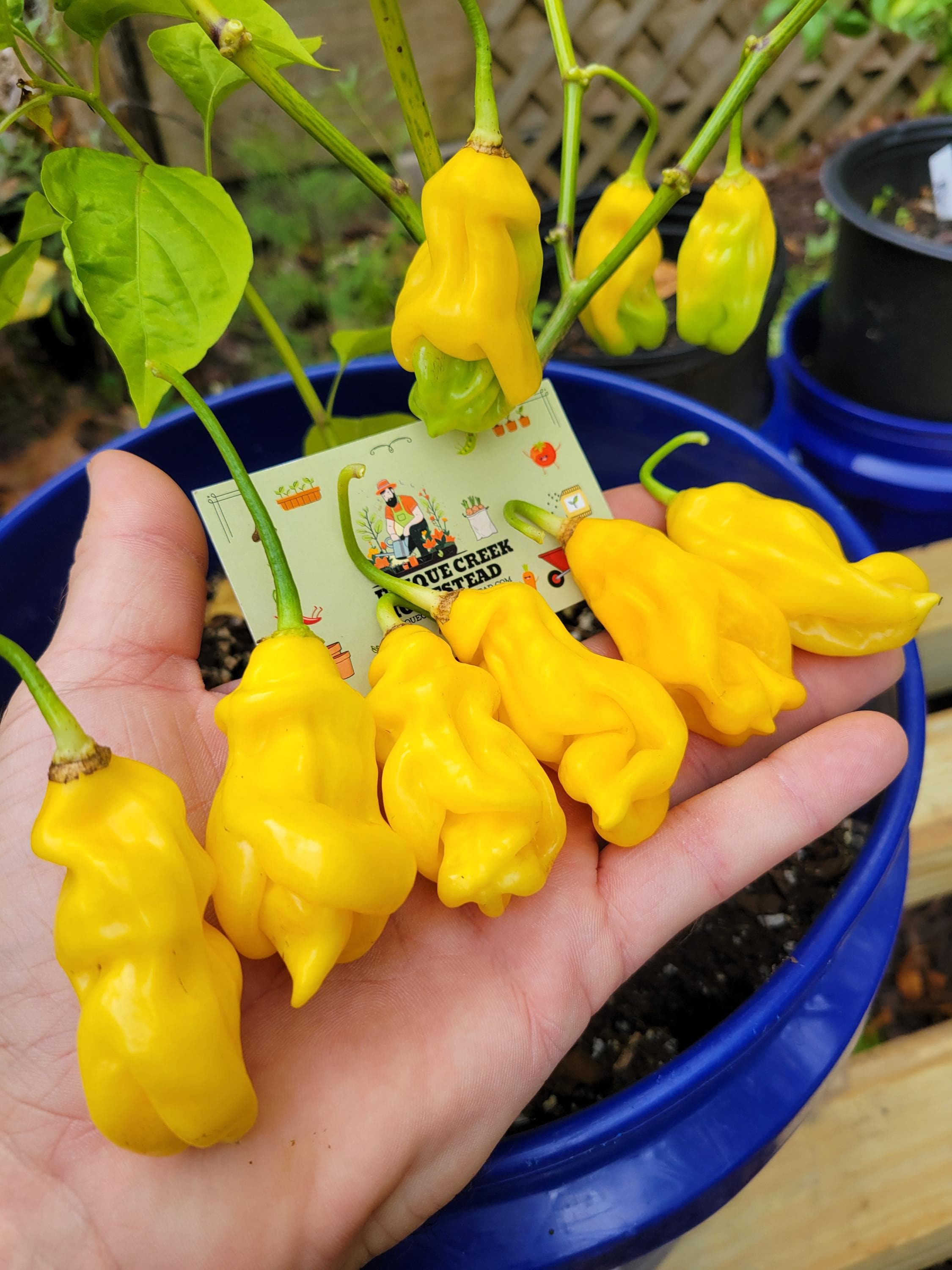 Madame Jeanette Hot Pepper Seeds 125,000-325,000 Scoville SHU