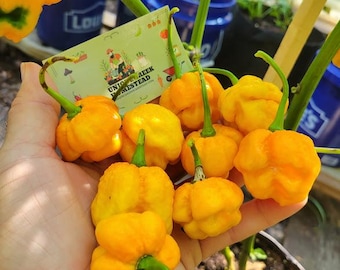 Trinidad Moruga Scorpion Yellow Super Hot Pepper Seeds 2,000,000+ Scoville SHU Unique Creek Homestead Chili Peppers Organic Rare