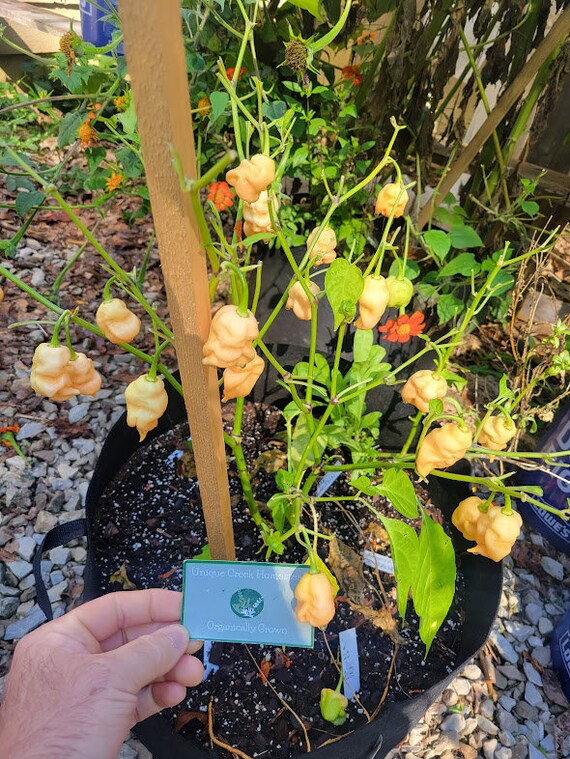Peach Mutant X Pepper Seeds 1,000,000+ Scoville Super Hot Hottest