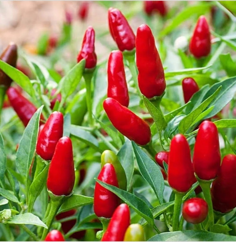 THAI HOT Chili Pepper Seeds Organically Grown Unique Creek Homestead Certified image 1