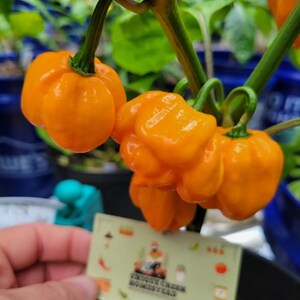 Bahamian Goat Pepper Seeds 100,000-350,000+ Scoville SHU HOT Unique Creek Homestead Certified Wildlife Habitat Indiana