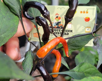 RARE Thai HALLOWEEN Chili Pepper Seeds Zombie Fingers Reaching Upwards 100,000+ Scoville Unique Creek Homestead Rare Exotic Chili Peppers