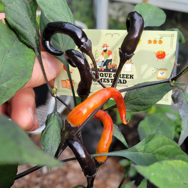 RARE Thai HALLOWEEN Chili Pepper Seeds Zombie Fingers Reaching Upwards 100,000+ Scoville Unique Creek Homestead Rare Exotic Chili Peppers