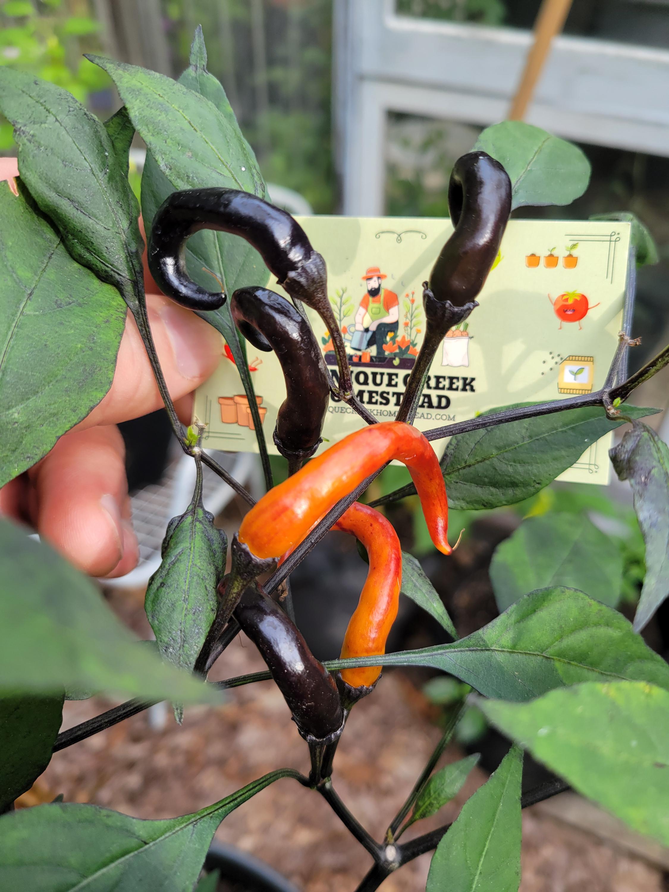 RARE Thai HALLOWEEN Chili Pepper Seeds Zombie Fingers Reaching