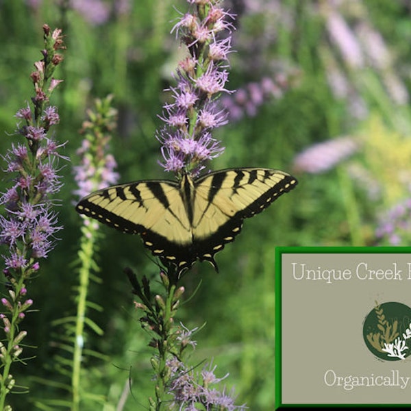 Dense BLAZING STAR Flower Wildflower SEEDS Organic Naturally Grown On Unique Creek Homestead National Certified Wildlife Habitat