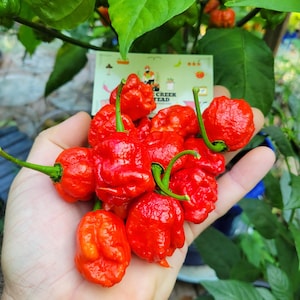 Dragons Breath Pepper Seeds SUPER HOT 2.48 Million Scoville SHU Unofficial Possible World Record Heat Organically Grown Unique Creek