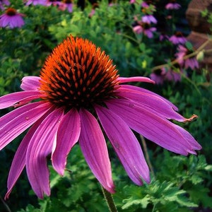 May include: A purple coneflower featuring a prominent, spiky, dark orange central cone surrounded by long, drooping, vibrant magenta petals. The flower is captured in full bloom, displaying a textured, dome-shaped center and slender petals.