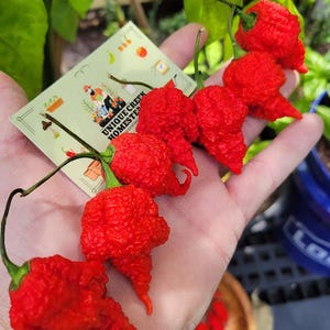 May include: Close-up of a hand holding five red, bumpy, ghost pepper chilies. The chilies are arranged in a row, with the largest chili at the bottom of the image. The chilies are all very red and have a lot of bumps on them. The hand is holding the chilies in a way that shows off their shape and texture. The background is blurred and out of focus.