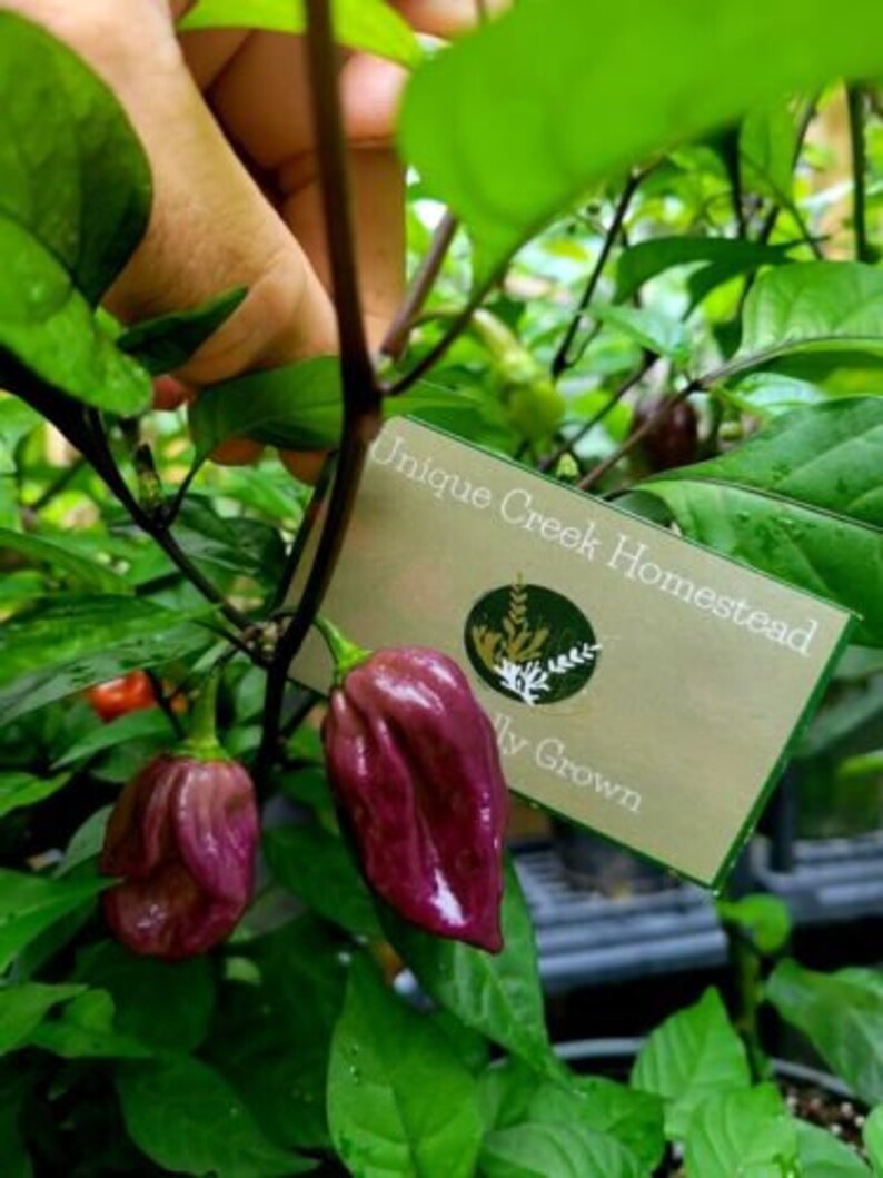 Bhut Jolokia PURPLE GHOST Super Hot Chili Pepper Seeds 1,000,000 ...