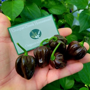 CHOCOLATE HABANERO Hot Pepper Seeds 300,000-450,000+ Scoville SHU Unique Creek Homestead Certified Licensed