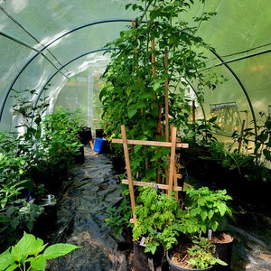 Pu&ograve; includere: Interno di una serra pieno di varie piante in vaso, tra cui alte piante di pomodoro sostenute da tralicci di legno. Le piante sono in vasi neri e la serra ha un tetto trasparente e arcuato. Il terreno &egrave; coperto da tessuto nero.