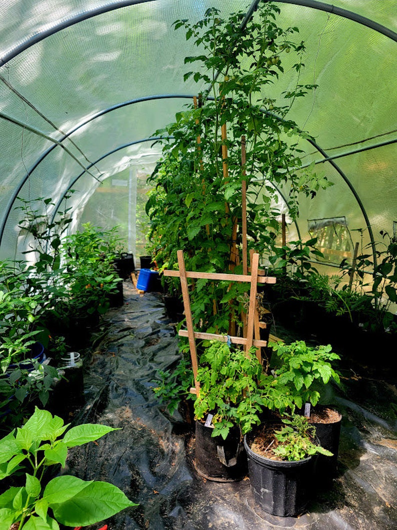 Pu&ograve; includere: Interno di una serra pieno di varie piante in vaso, tra cui alte piante di pomodoro sostenute da tralicci di legno. Le piante sono in vasi neri e la serra ha un tetto trasparente e arcuato. Il terreno &egrave; coperto da tessuto nero.