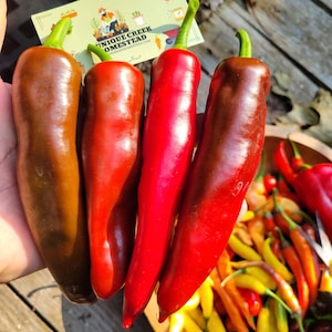 Marconi Rosso Italian Sweet Pepper Seeds Unique Creek Homestead Certified