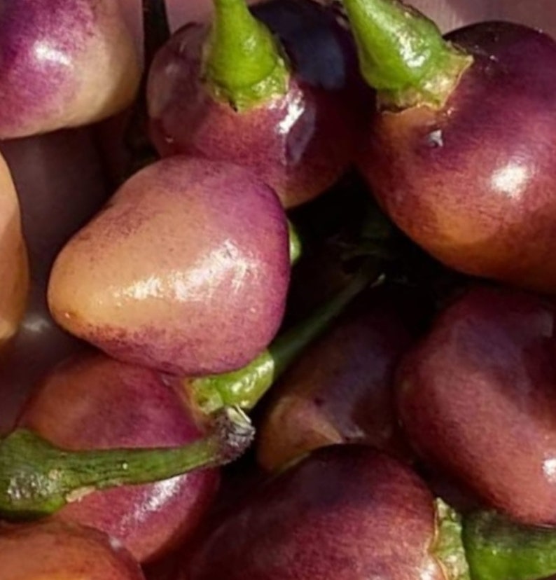 Nice Pink Pepper Raspberry SWEETY DROPS Pink HOT Pepper Seeds Little Beak Chili Peppers Organic ...