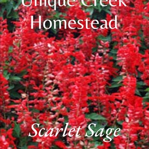 SCARLET SAGE SEEDS Sagebrush Salvia coccinea Naturally Grown On Unique Creek Homestead National Certified Wildlife Habitat Indiana